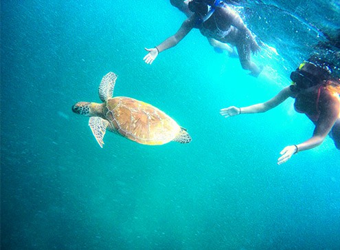 While snorkelling at the Gili Islands, you can easily spot a turtle on the way.